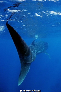 My dive guide, Isla Mujeres. by Abimael Márquez 